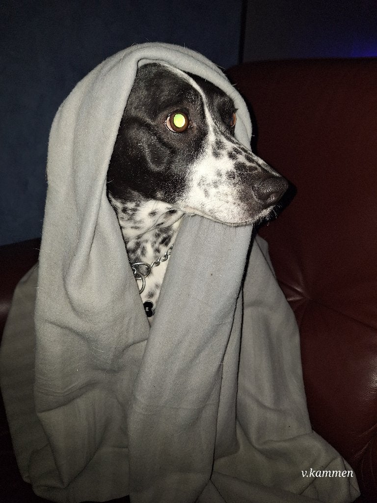 hond zoekt nieuwe huis met spoed, 6 jaar of ouder, Reu, Parvo, Eén hond