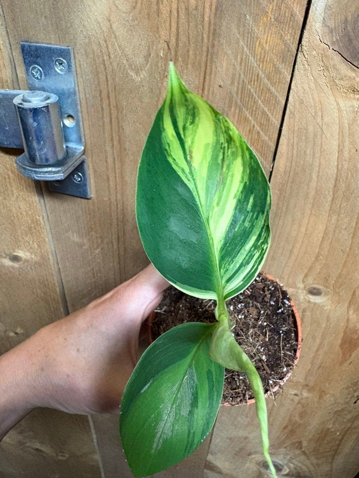 Musa cavendisch cavendish variegata plant albo white lemon, Ophalen of Verzenden, Halfschaduw, Minder dan 100 cm