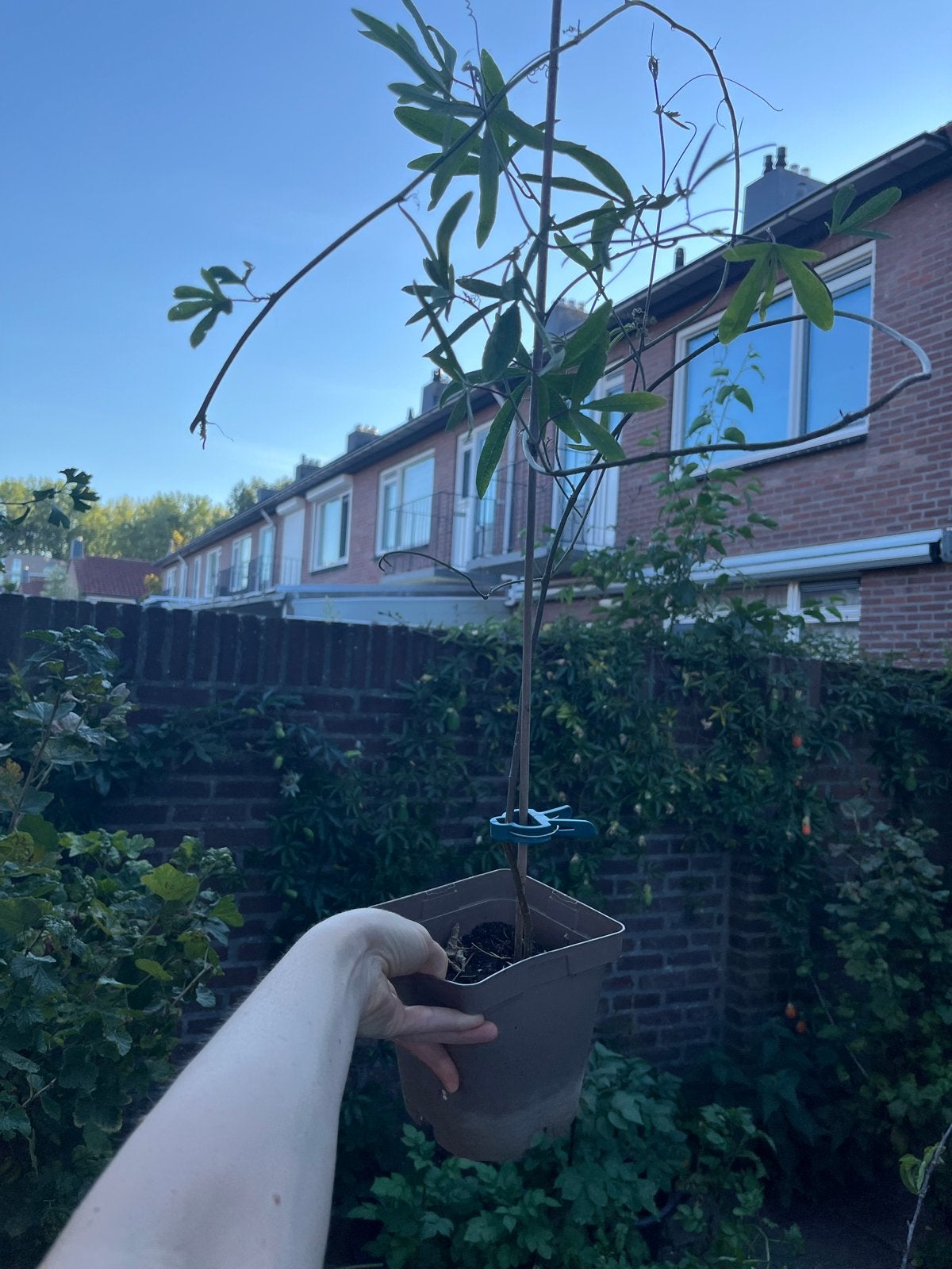 Passiflora Caerulea - Blauwe Passiebloem Klimplant, Tuin en Terras, Planten | Tuinplanten, Ophalen, Volle zon, Vaste plant, Klimplanten
