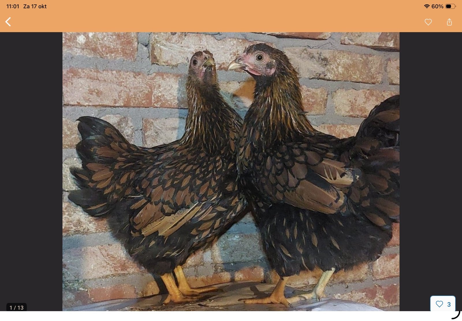 Wyandotte, Meerdere dieren, Kip