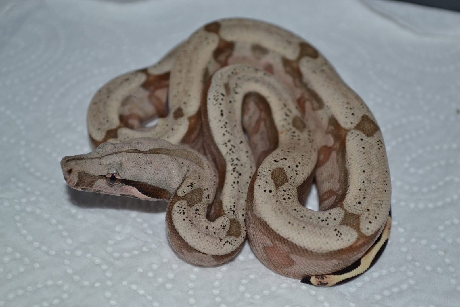 Boa constrictor amarali Boa Constrictor photo 6