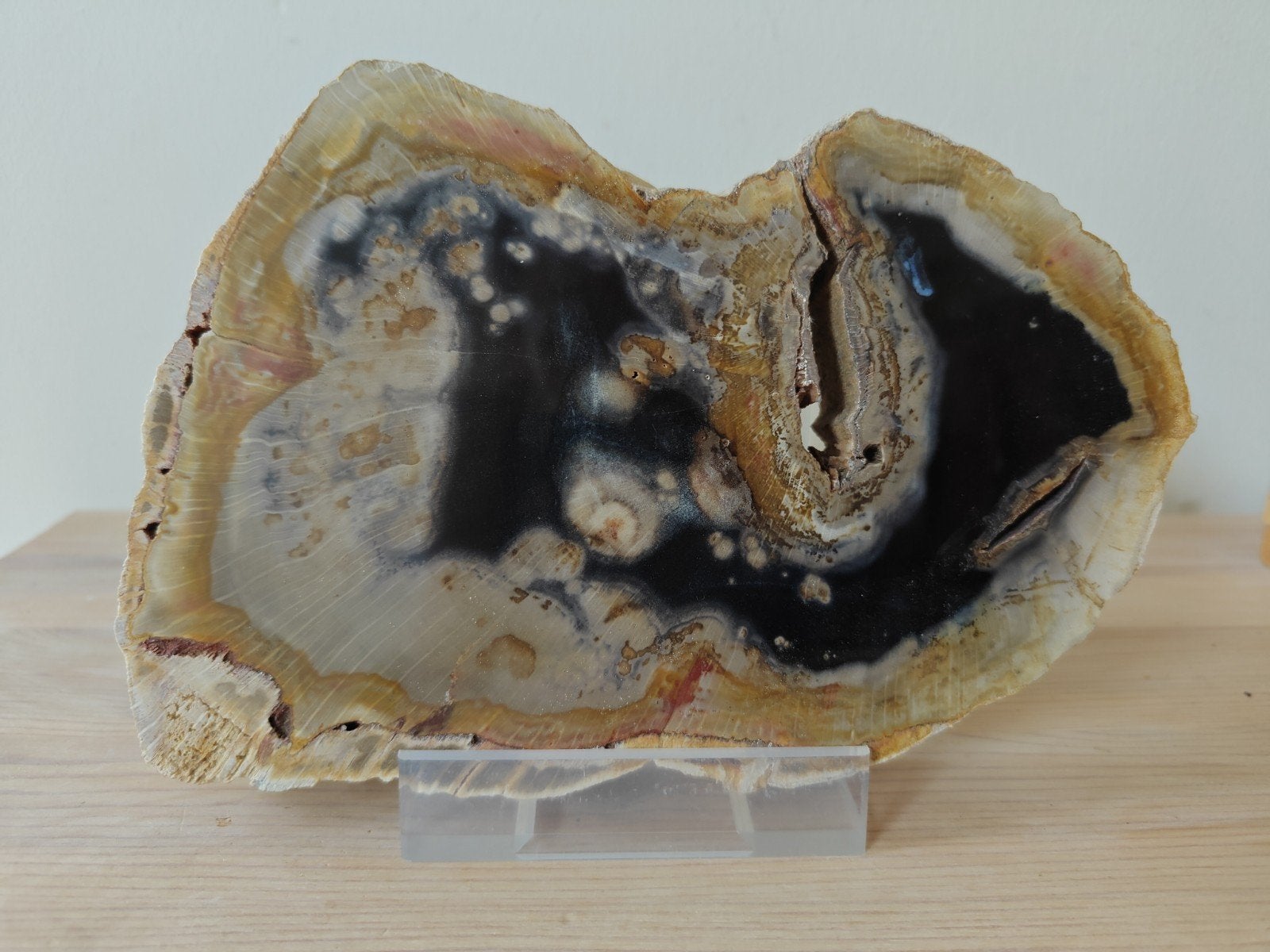 Gepolijst versteend hout - 18x14x2,5cm, Ophalen of Verzenden, Fossiel