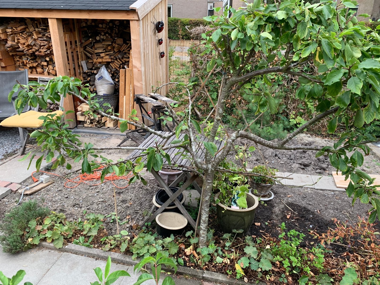 Leipruimenboom, Ophalen, Lente, Volle zon, Pruimenboom