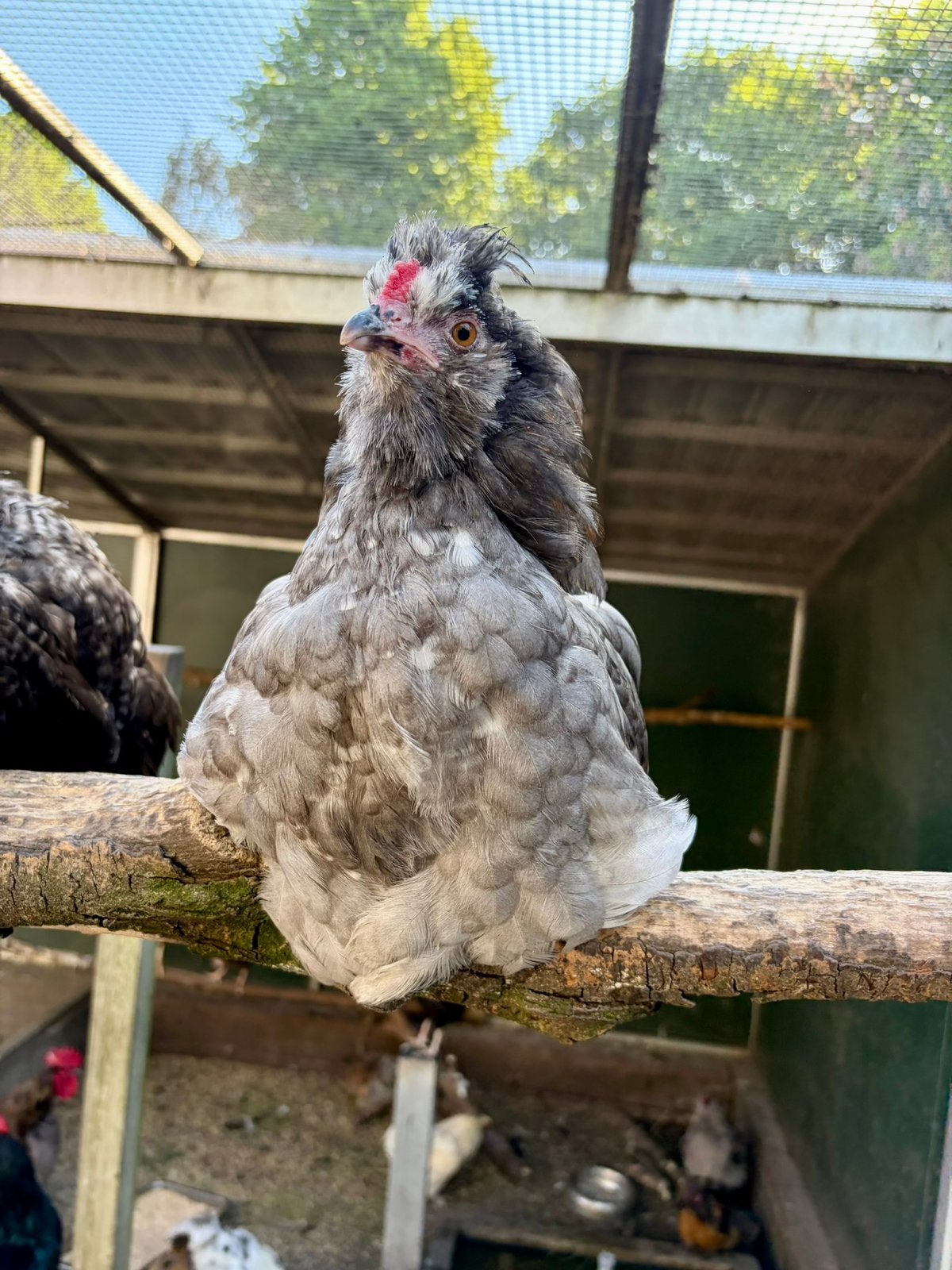 Bucky, ontzettend tamme haan, Dieren en Toebehoren, Mannelijk, Kip