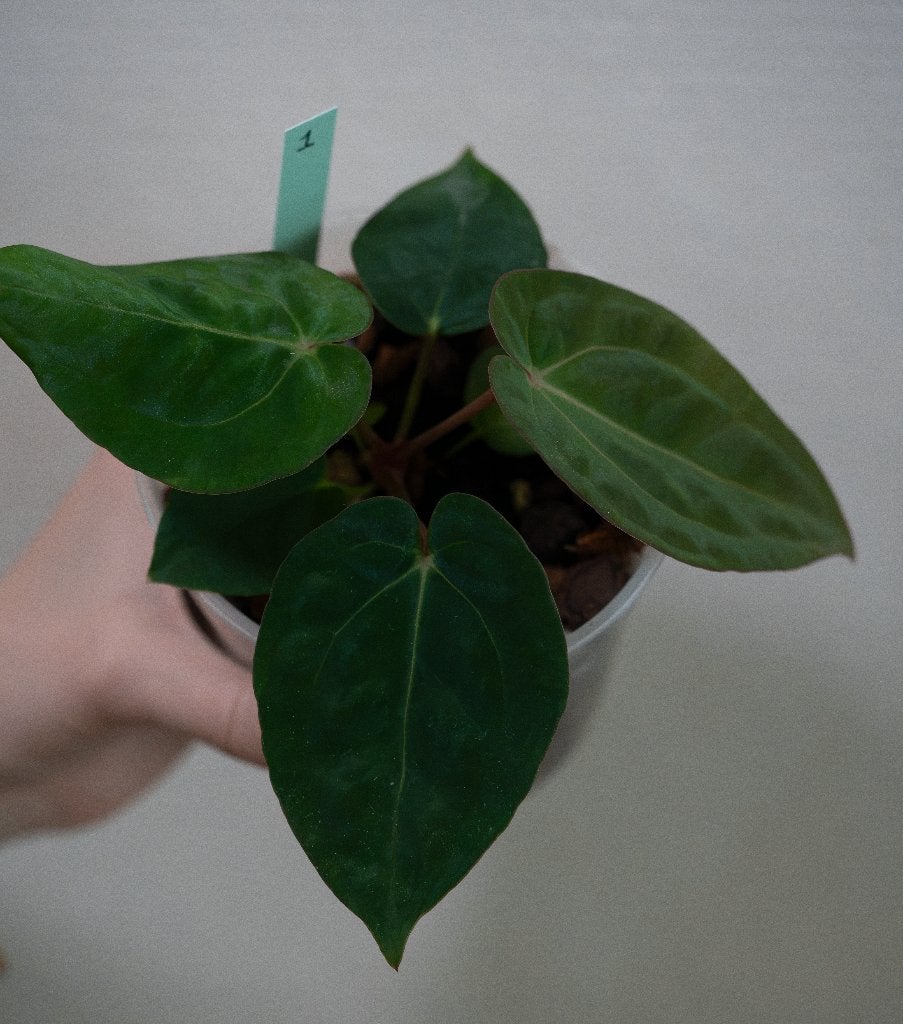 Anthurium Michelle x Papillilaminum zaailing #1, Overige soorten, Minder dan 100 cm, Groene kamerplant, Halfschaduw