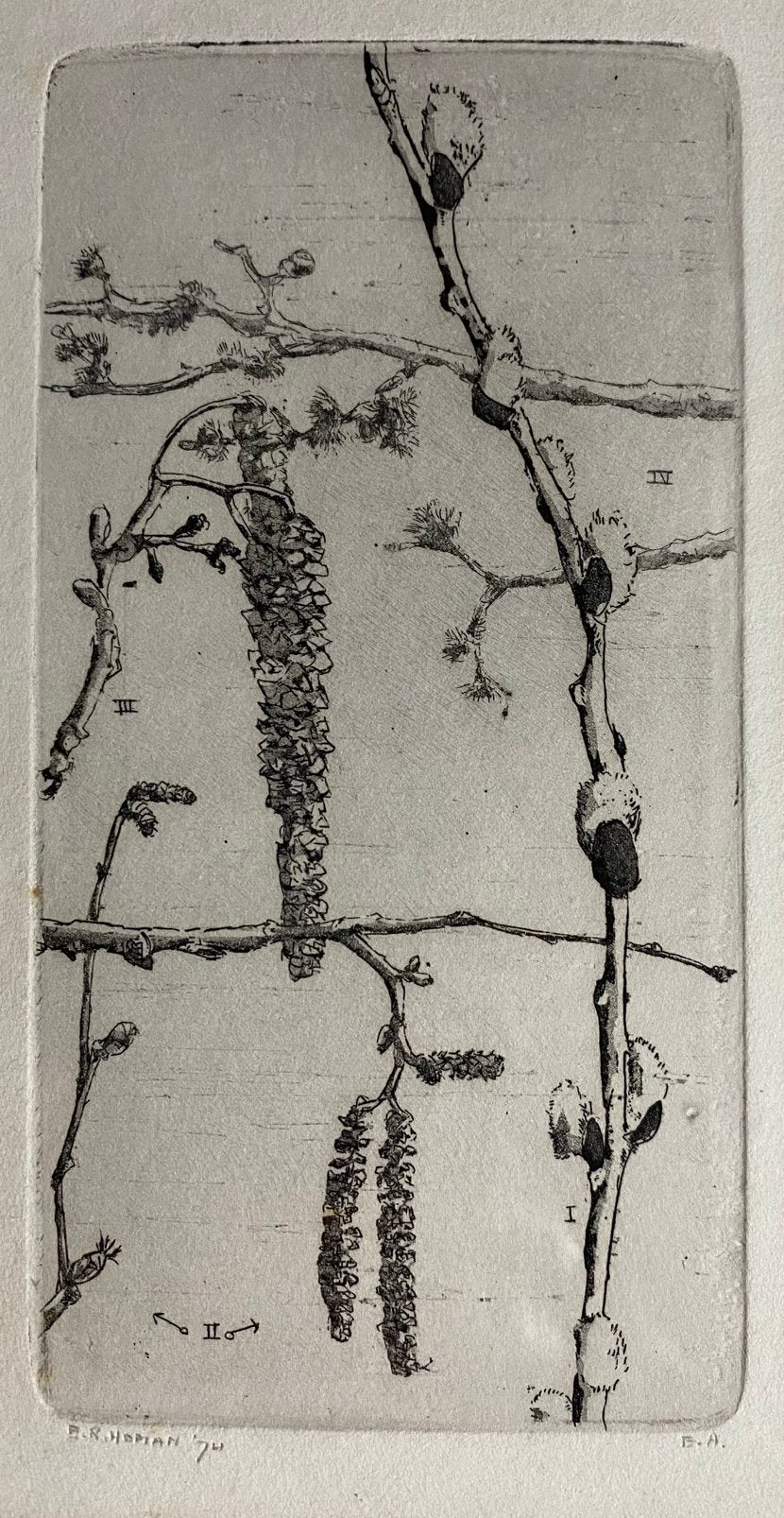 Bram Homan ets 1974 origineel eigen proefdruk, Ophalen of Verzenden, Gesigneerd, Flora en Fauna, 1950 - 1999