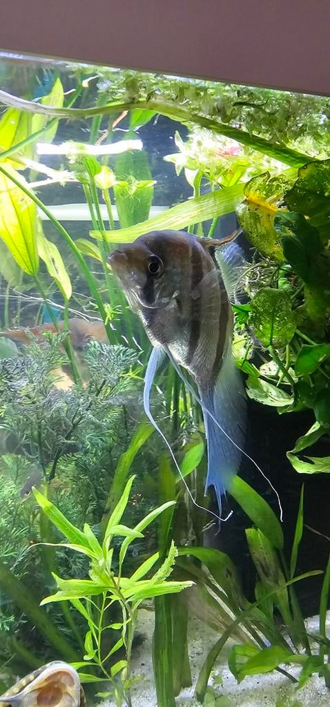 3 maanvissen en 1 pleco, Dieren en Toebehoren, Vissen | Aquariumvissen, Vis
