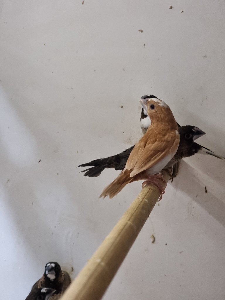 Tropische vogel | Japanse meeuw | Passend advies, Dieren en Toebehoren, Meerdere dieren, Tropenvogel
