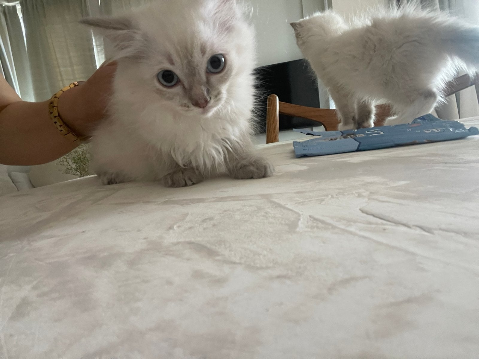 Raszuivere Ragdol blue mitted lynx, Dieren en Toebehoren, Meerdere dieren