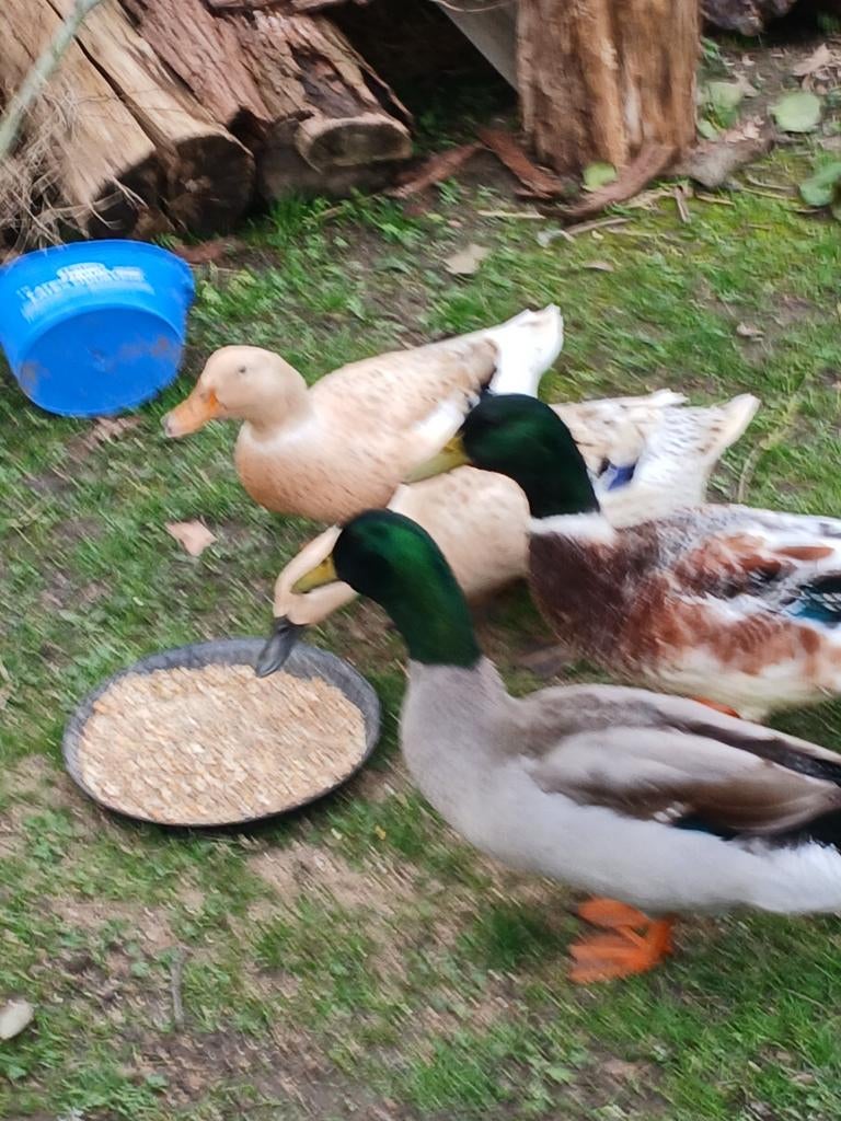 Broedeieren van de harlequin eenden, Dieren en Toebehoren, Pluimvee, Geslacht onbekend, Eend