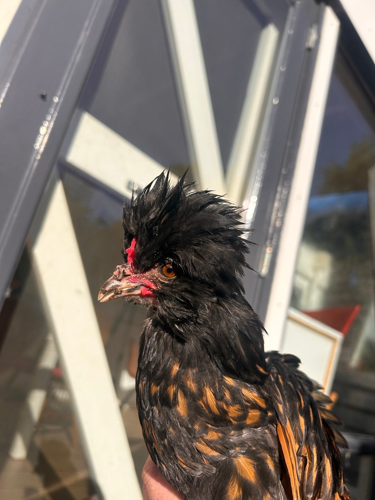 Jonge padua haan (baardkuifhoen), Dieren en Toebehoren, Mannelijk, Kip