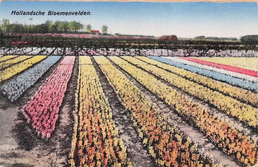 703-483-025 Hollandsche Bloemenvelden, Verzenden, Voor 1920, Noord-Holland