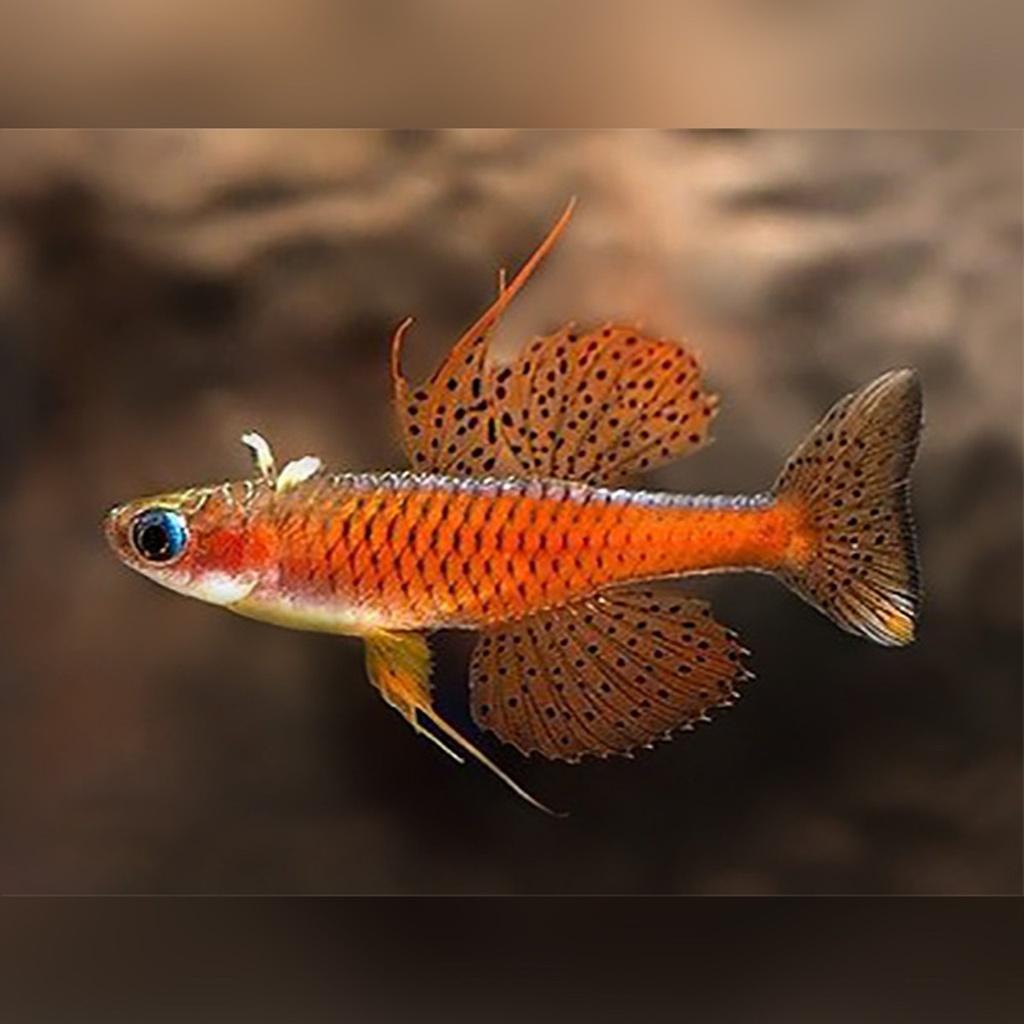 Pseudomugil luminatus - Koidream Valburg, Vis, Zoetwatervis