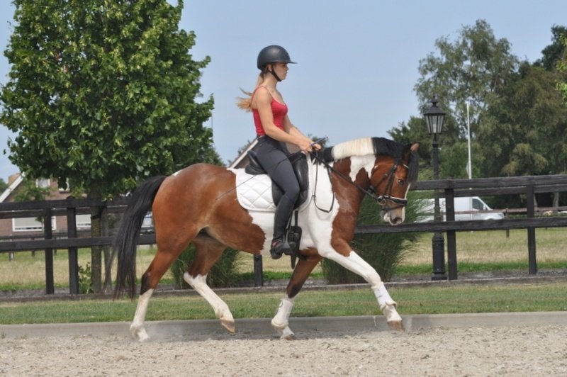 5 jarige knappe kruising haflinger, 3 tot 6 jaar, Recreatiepony, Merrie, E pony (1.48m - 1.57m)