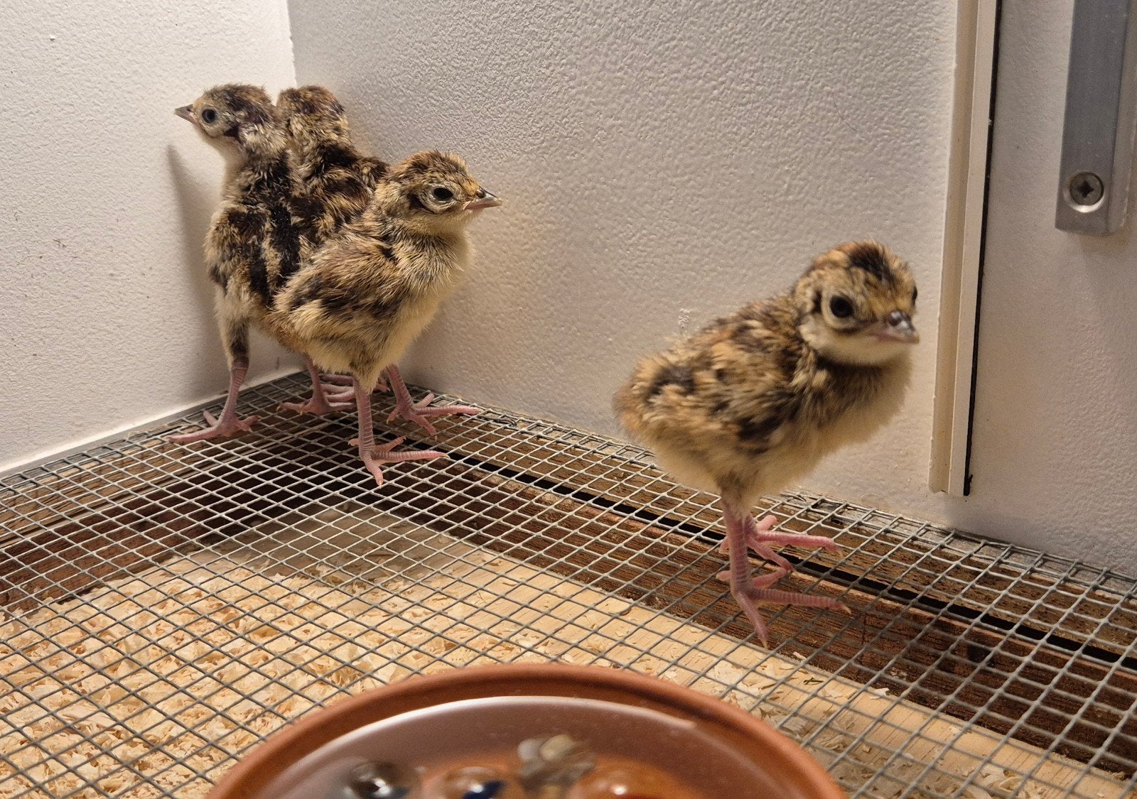 4x Japanse Groene Fazant  Versicolor kkuikens, Geslacht onbekend