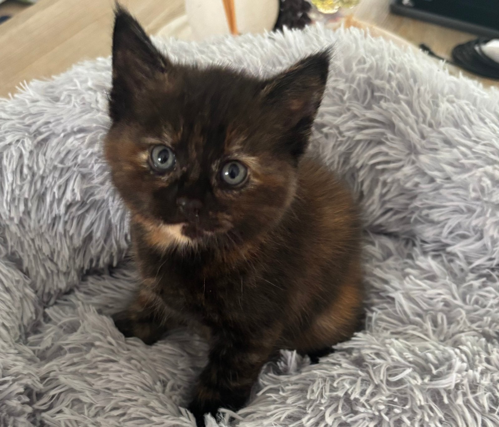 Halve maine coon kitten zoekt nieuw huisje, Dieren en Toebehoren, Katten en Kittens | Overige Katten, Poes