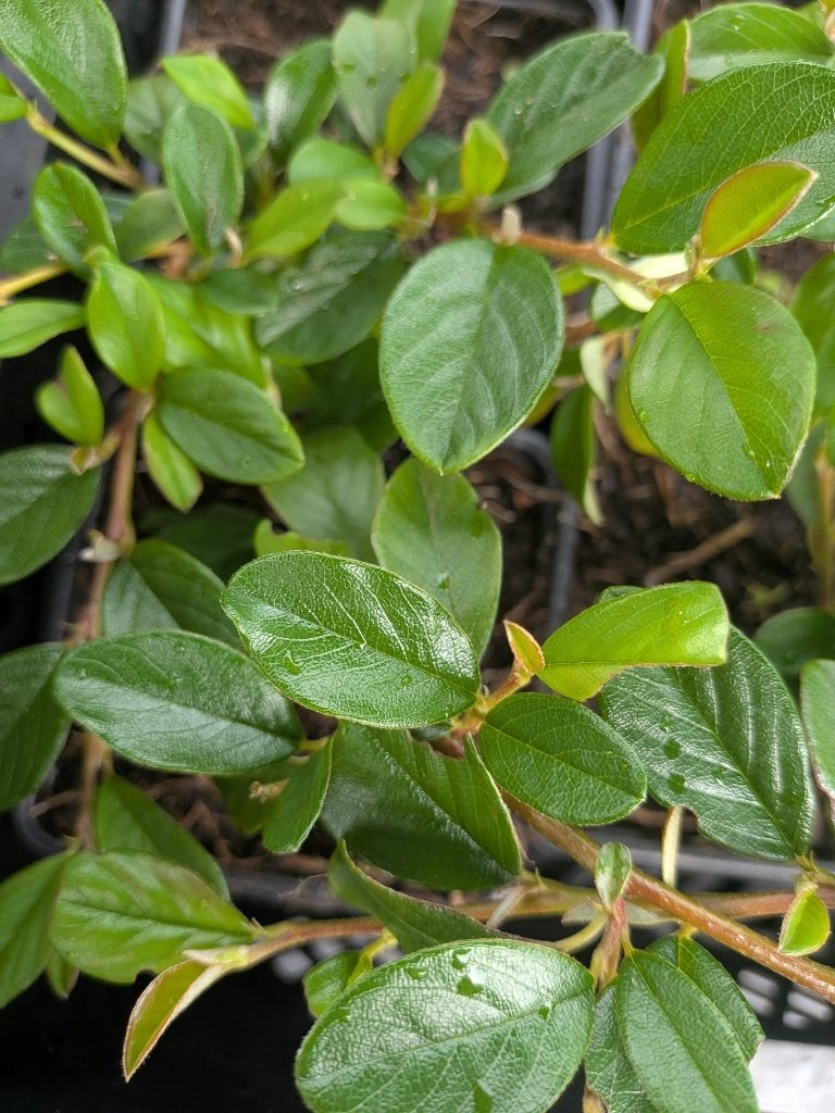 Cotoneaster dammeri – Dwergmispel – P9, Ophalen, Bodembedekkers, Vaste plant, Halfschaduw