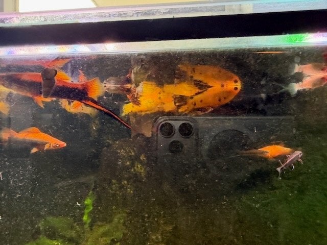 Molly's en platy's, Vis, Zoetwatervis, Schoolvis