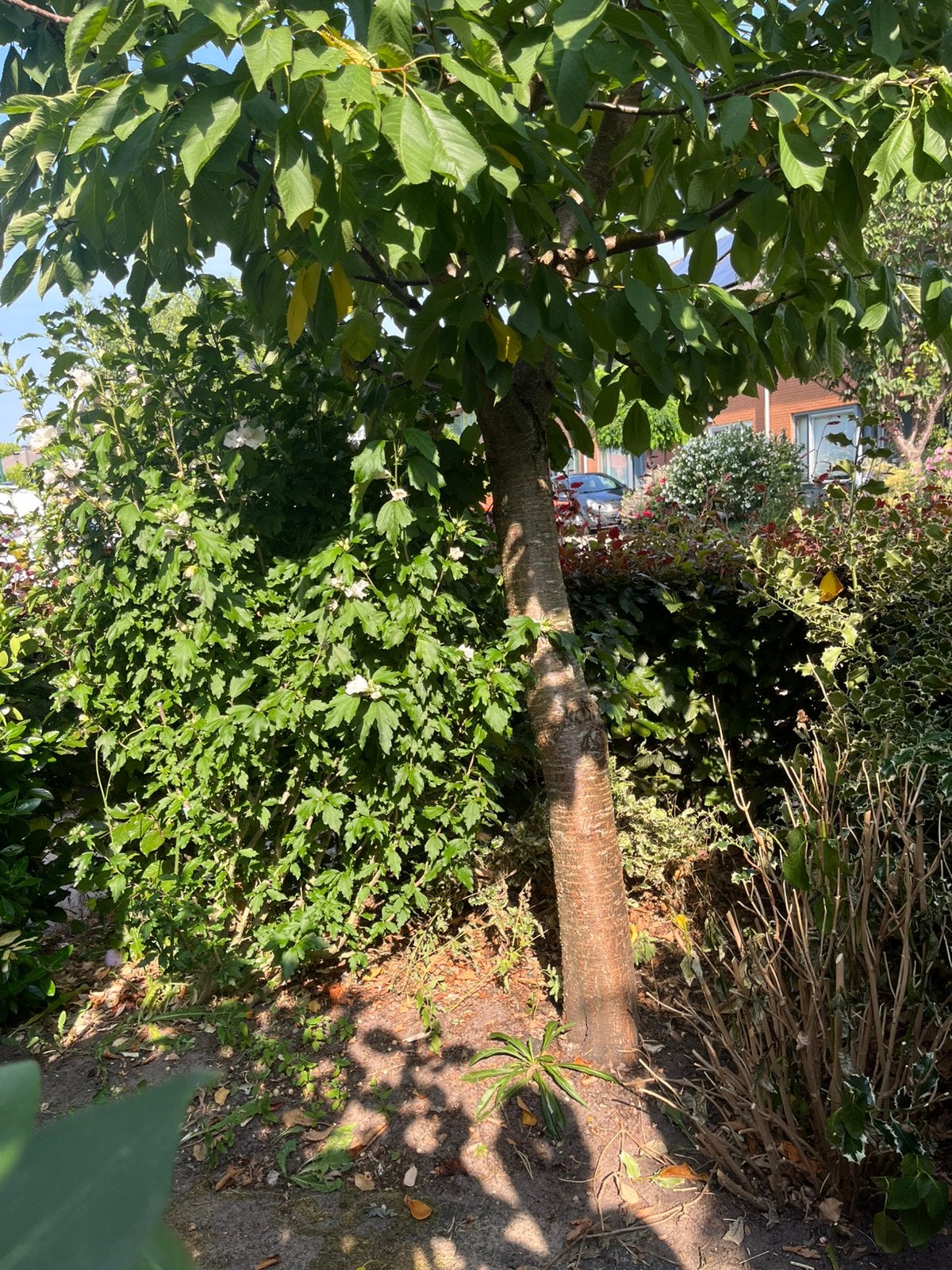 Prachtige kersenboom - zoet. Prunis avium, Ophalen, Volle zon, Overige soorten, 100 tot 250 cm