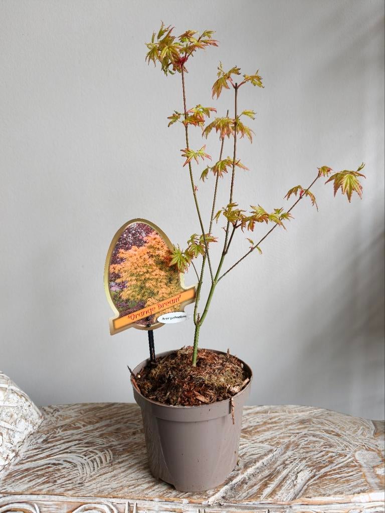 Bonsai starter Acer Japanse Esdoorn Orange Dream, Ophalen of Verzenden, Bloeit niet, Overige soorten, Halfschaduw