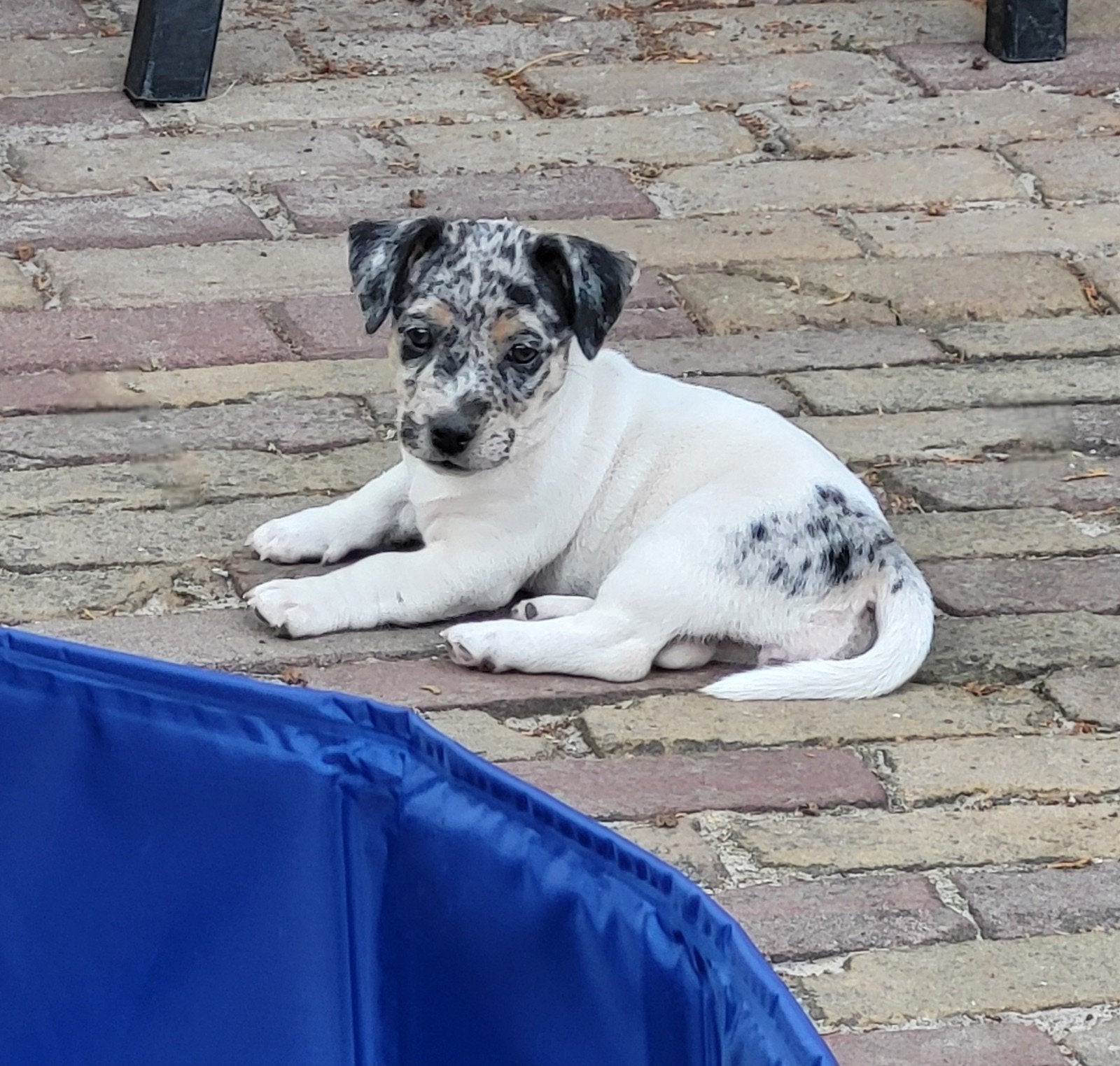 Jack Russel pup, Jack Russell Terriër, 8 tot 15 weken, Teef, Meerdere