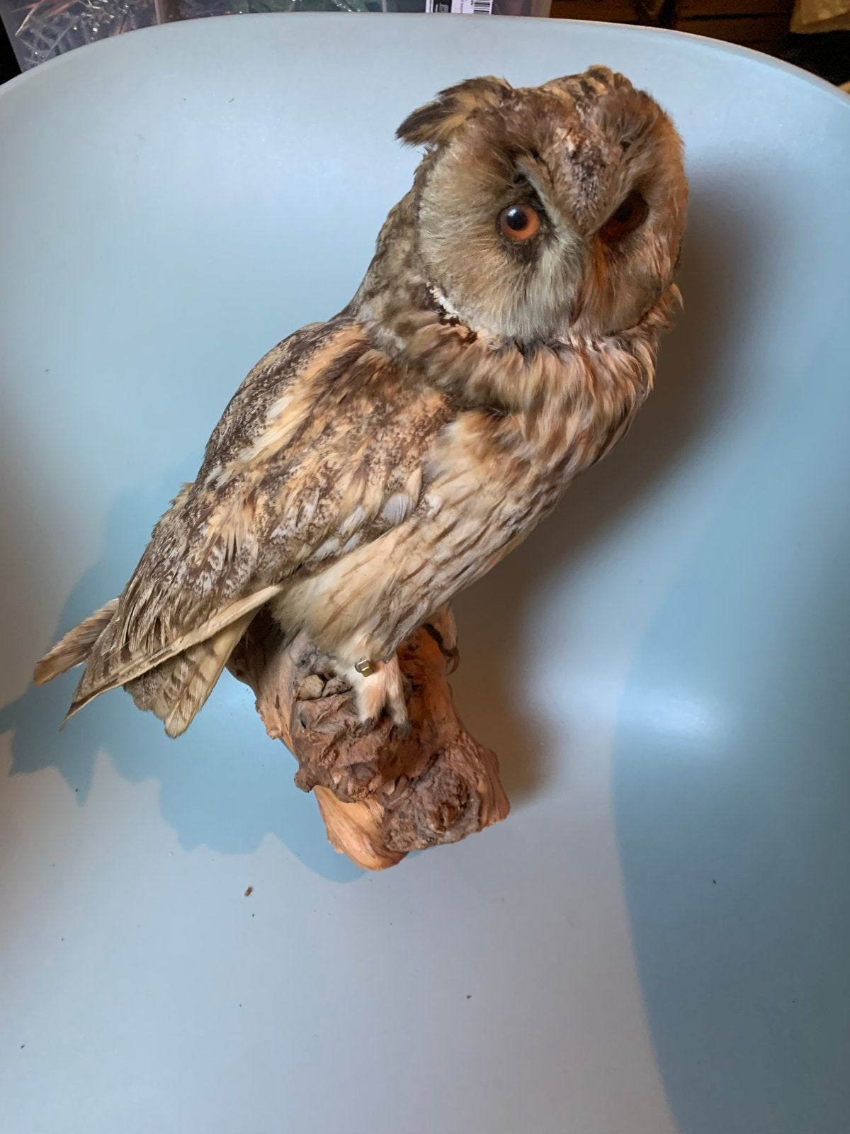 Prachtig opgezette uil - Uniek decoratiestuk, Verzamelen, Dierenverzamelingen, Ophalen, Gebruikt, Vogel, Opgezet dier