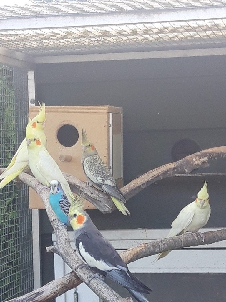 Jonge lutino/ opaline valkparkieten, Dieren en Toebehoren, Meerdere dieren, Parkiet, Geringd
