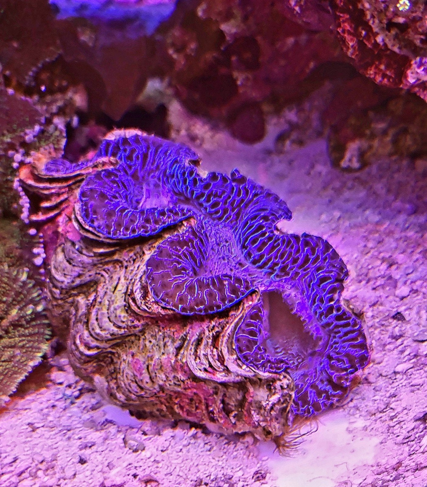 Tridacna maxima Ultra Blue (Doopvontschelp), Dieren en Toebehoren, Vis