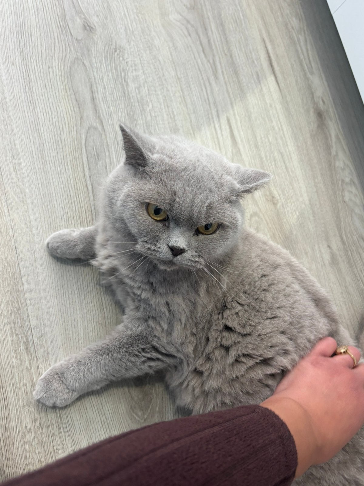 Brits korthaar, Dieren en Toebehoren, Kater