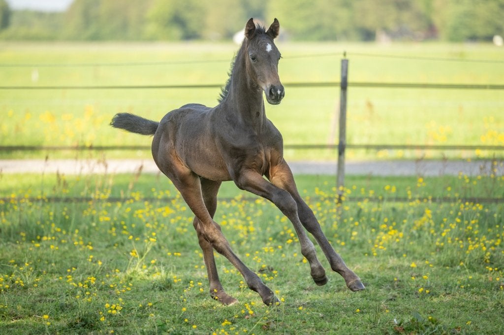 Hengstveulen dressuur gefokt, Dieren en Toebehoren, Paarden, Met stamboom, Niet van toepassing, Dressuurpaard, 0 tot 2 jaar