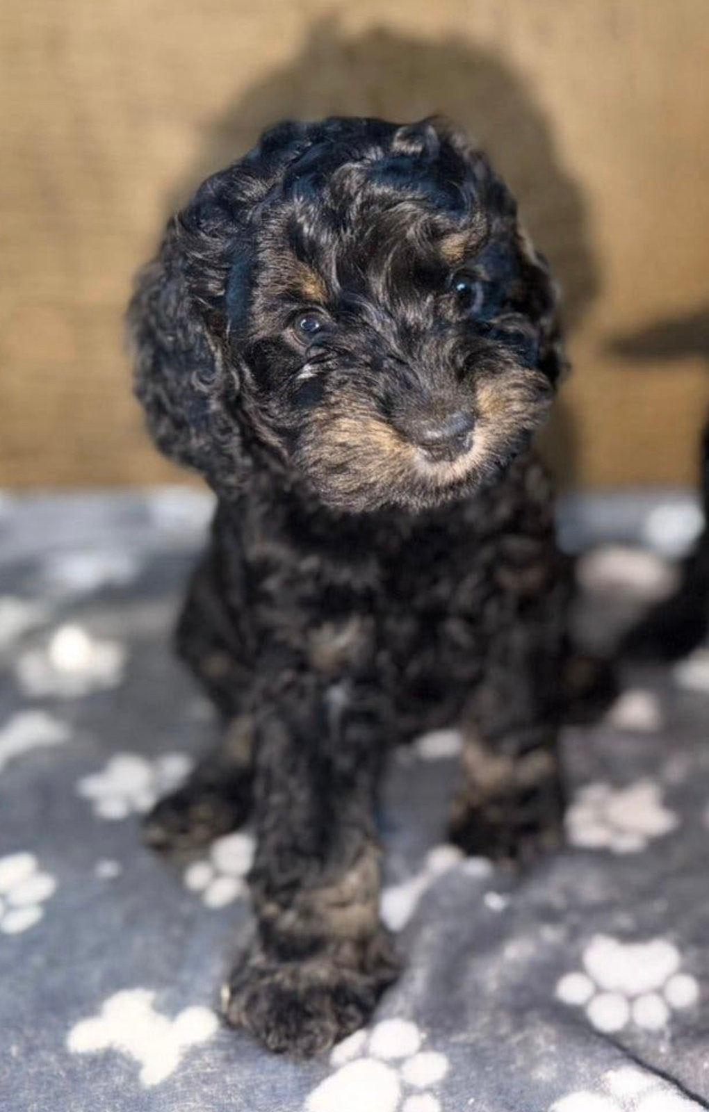 Cockapoo puppys, CDV (hondenziekte), 8 tot 15 weken, Meerdere, Nederland