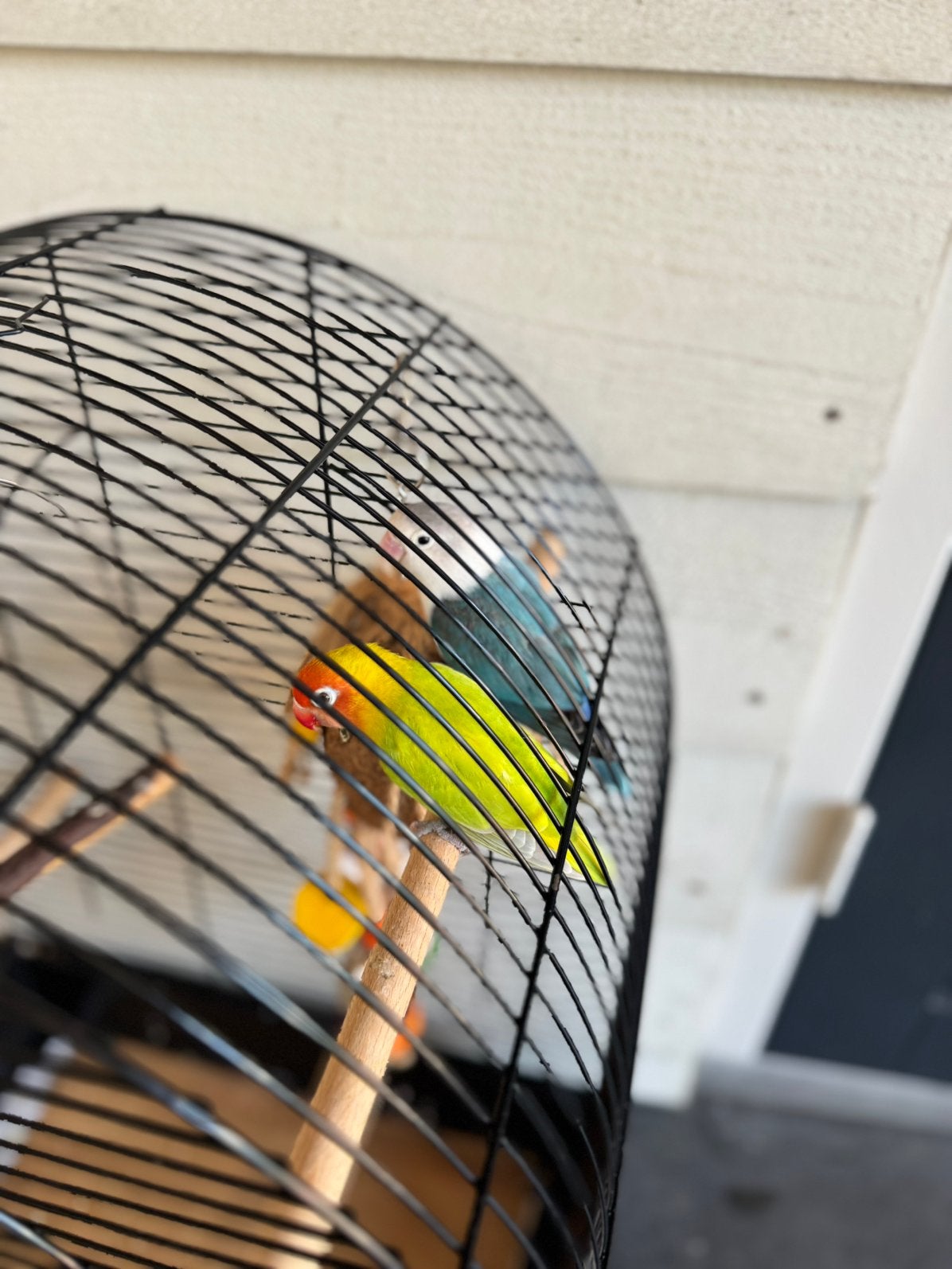 Dwergpapegaaien vogels coupel, Meerdere dieren, Parkiet, Tam