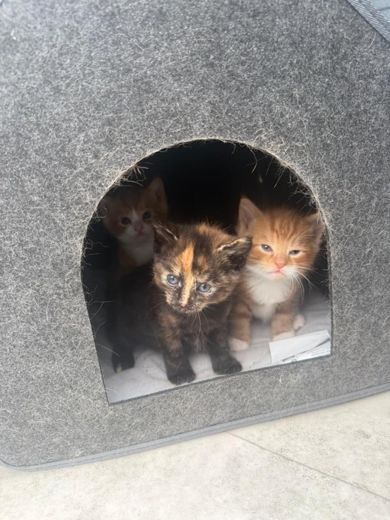 Kittens, Dieren en Toebehoren, Katten en Kittens | Overige Katten, Meerdere dieren, Kortharig, 0 tot 2 jaar