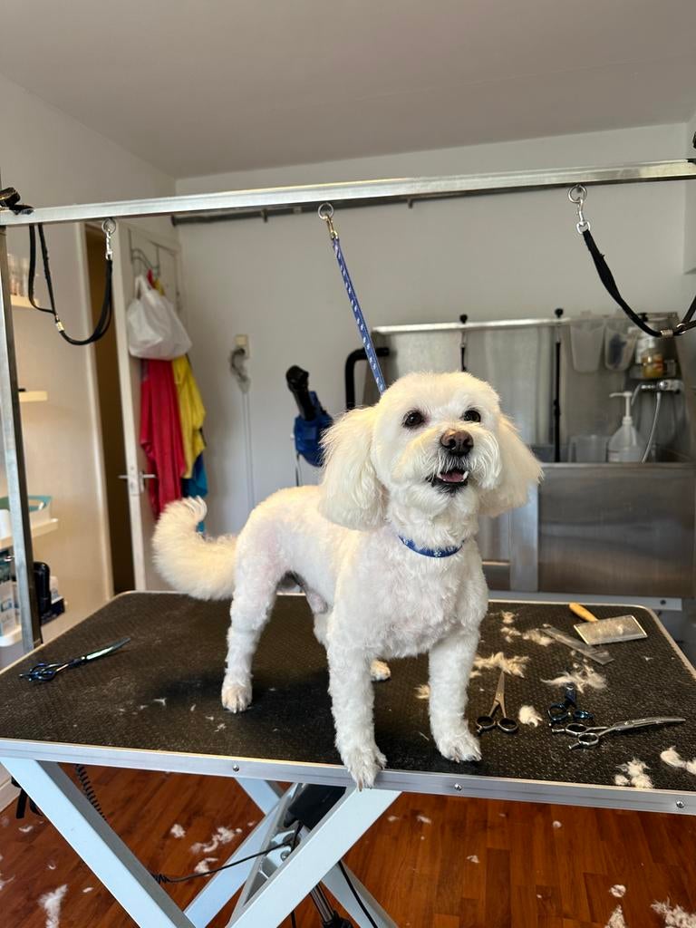 Lieve dekreu beschikbaar – Maltezer x Bichon (Lucky), 6 jaar of ouder, Reu, Parvo, Eén hond