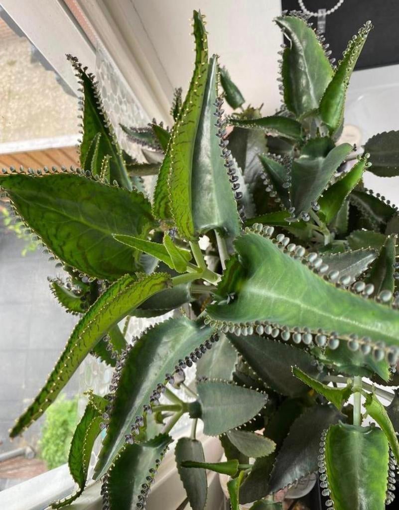 Mother of thousands, Vetplant, Minder dan 100 cm, Groene kamerplant, Halfschaduw