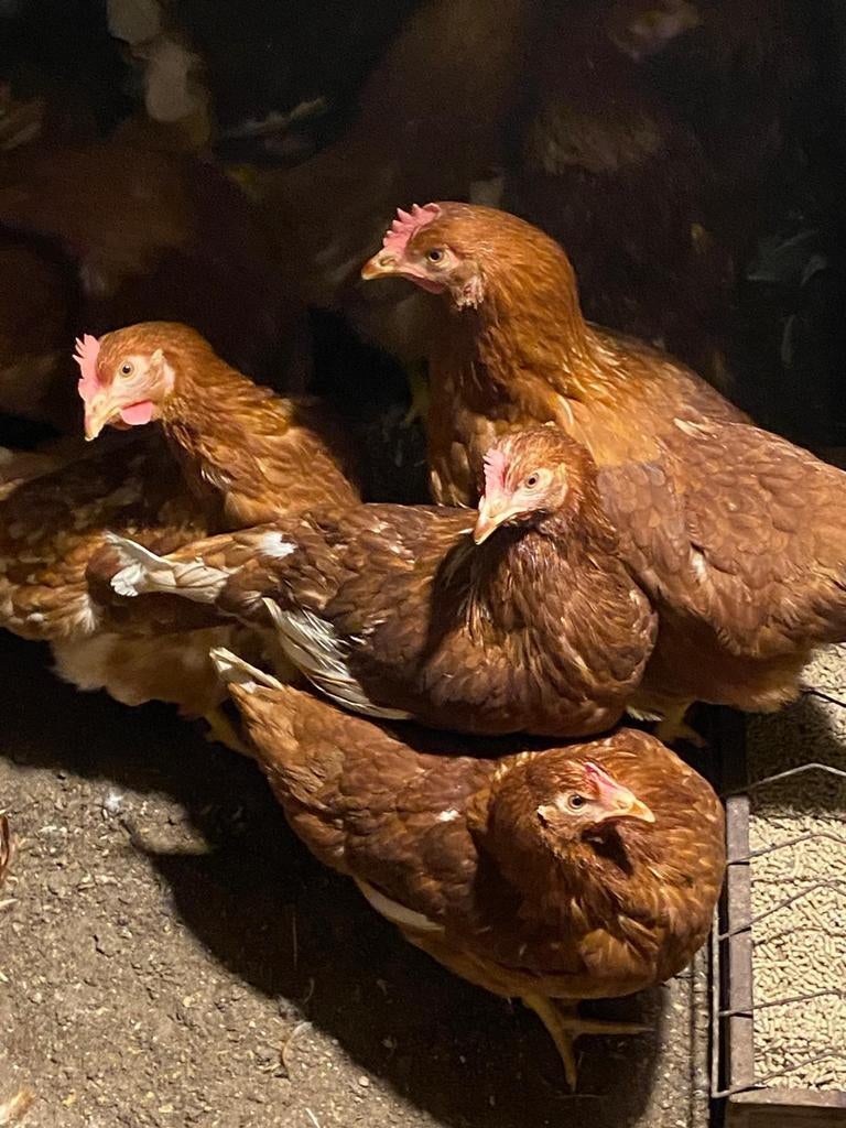 Jonge Legkippen tussen 17/20 wk.Bruine/witte,incl entingen, Vrouwelijk, Kip