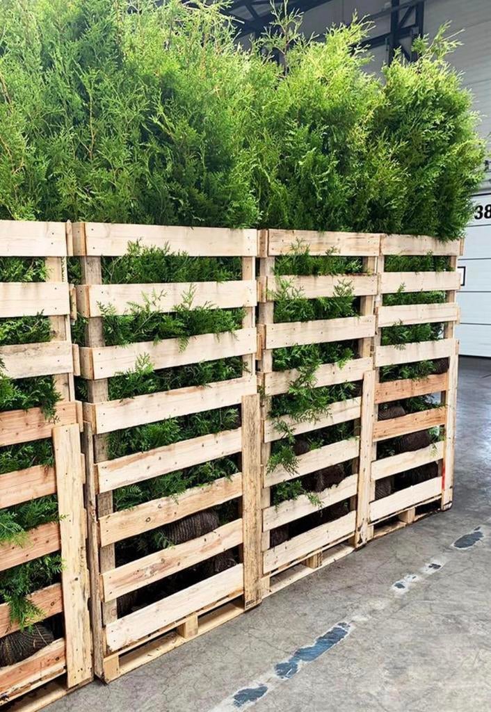 Coniferen THUJA, Ophalen of Verzenden, Bloeit niet, Overige soorten, Volle zon