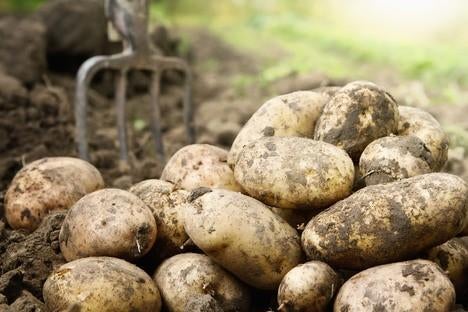 Aardappelen en uien te koop, Ophalen