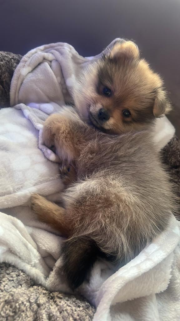 Pomeriaan pup teef, Keeshond, Teef, Eén hond, Nederland