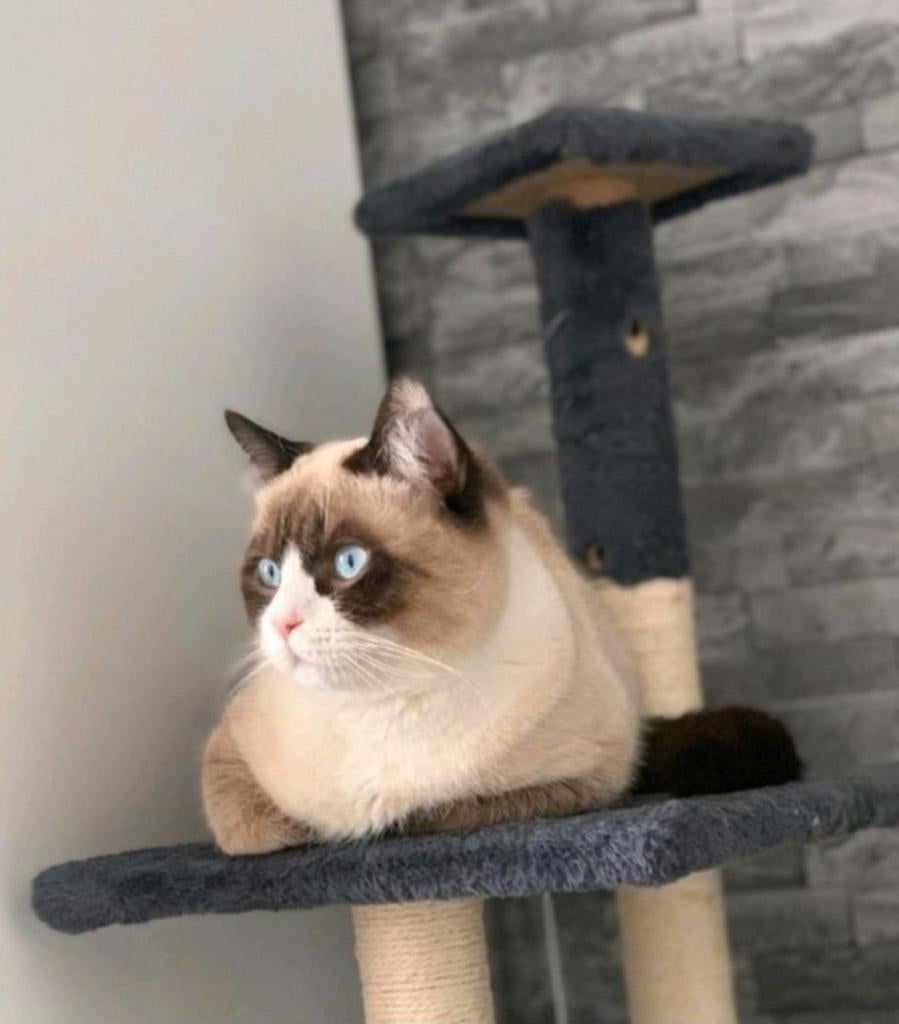 Dekkater Bruno, Brits Korthaar., Dieren en Toebehoren