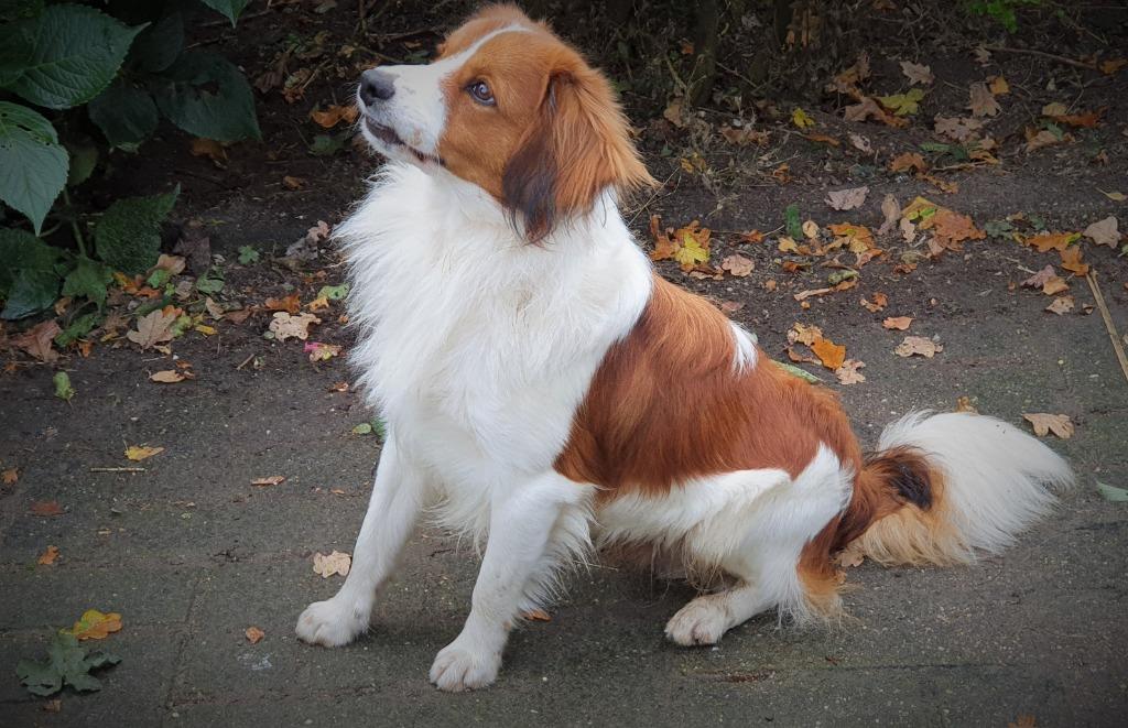 KOOIKER HOND DEK REU, Reu, Parvo, Meerdere, 3 tot 5 jaar