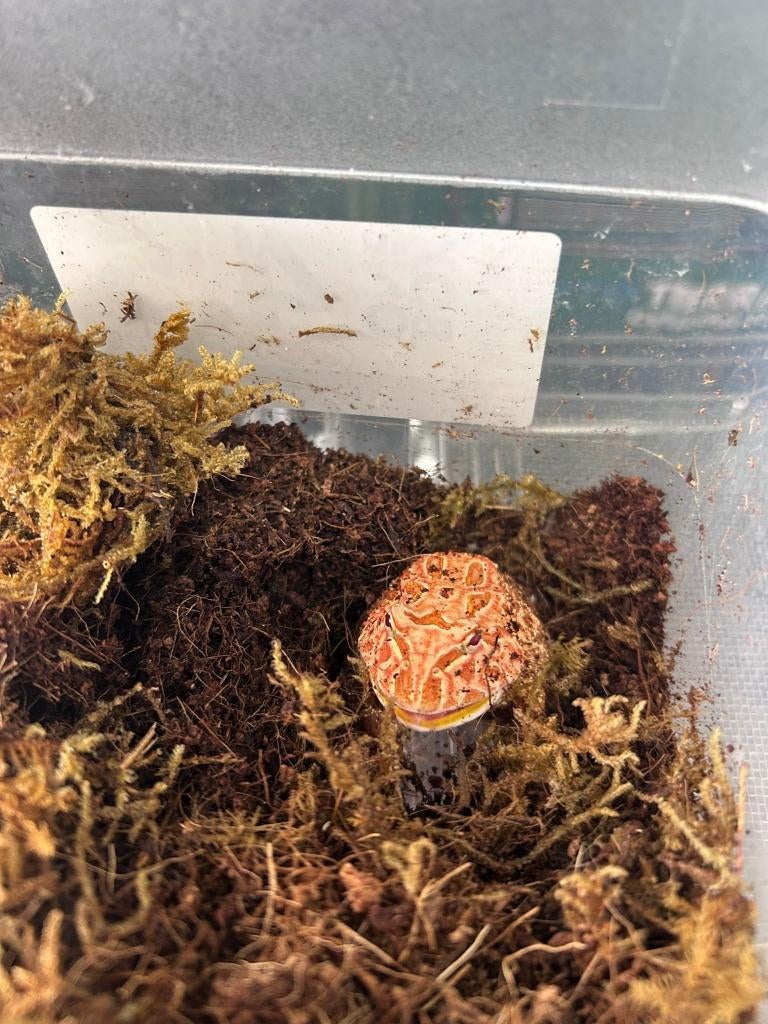 verschillende Pacman frogs, Dieren en Toebehoren, Amfibie, 0 tot 2 jaar