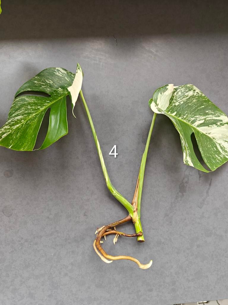 Monstera Variegata stekken, kamerplant, Huis en Inrichting, Kamerplanten, Ficus, Minder dan 100 cm, Groene kamerplant, Halfschaduw