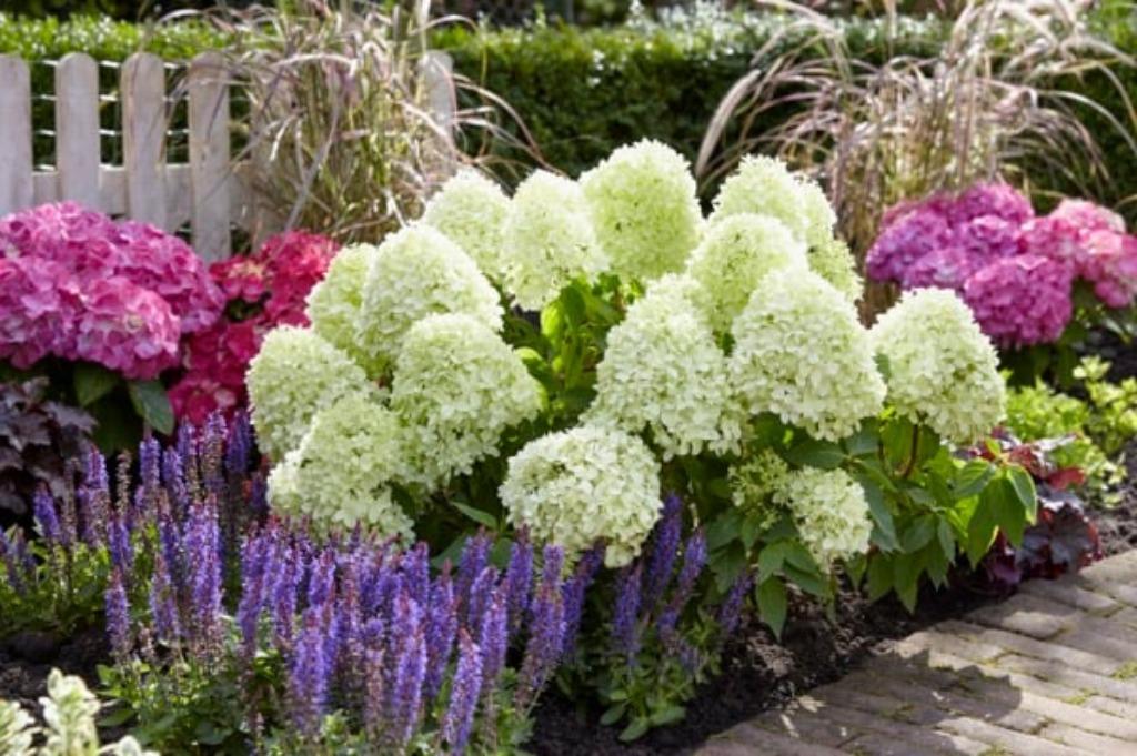 HORTENSIA 'LITTLE SPOOKY' dwerg pluimhortensia, € 8,95 p.st., Vaste plant, Halfschaduw, Zomer, Ophalen