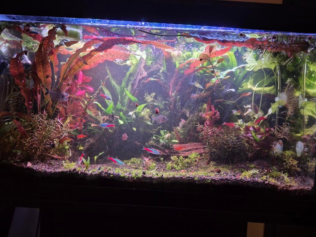 Stekken aquarium planten, Ophalen, Nieuw, Plant(en), Steen of Hout