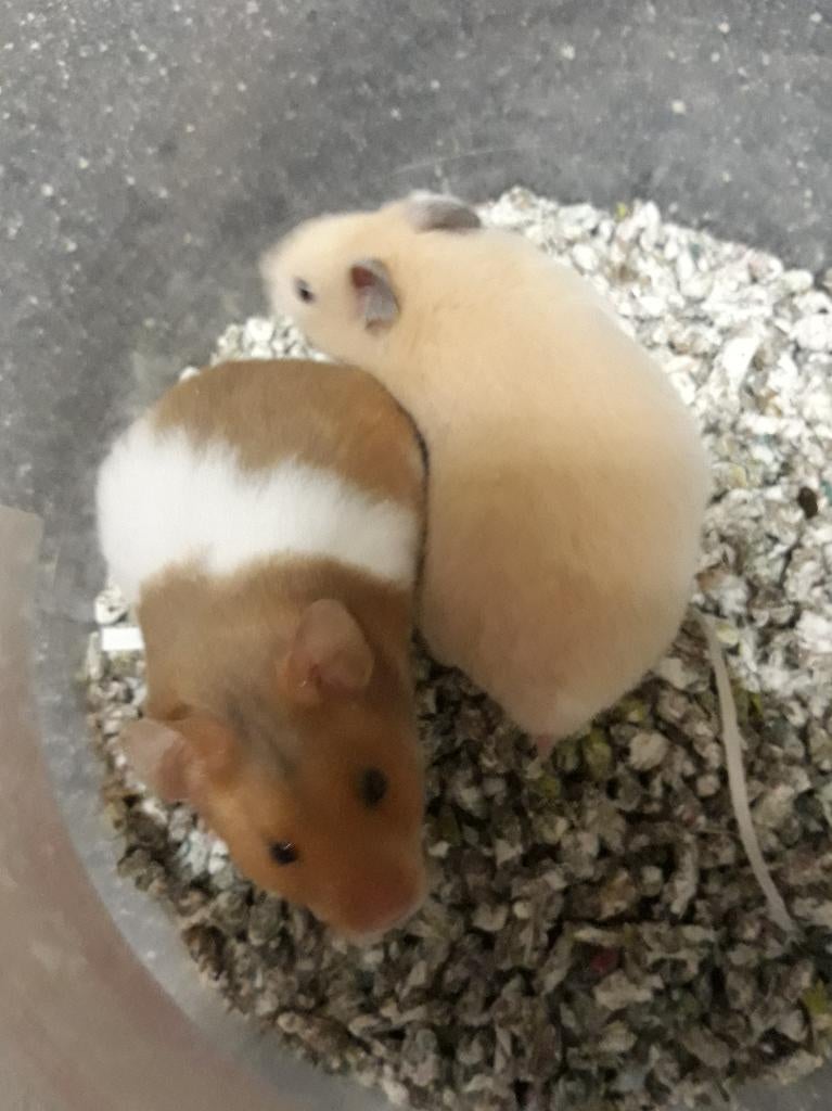 Goudhamsters en dwerghamsters, Dieren en Toebehoren, Knaagdieren, Hamster, Vrouwelijk, Januari, Tam