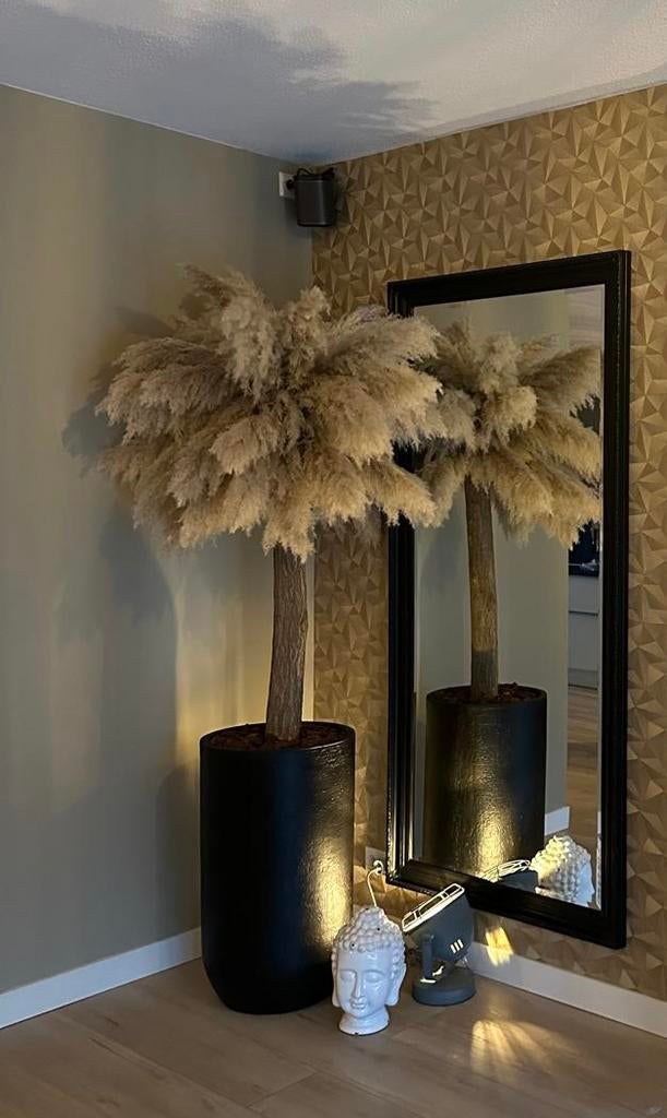 Pampas boom, Lvkvazen, Nieuw, Info@lvkvazen.com, Ophalen