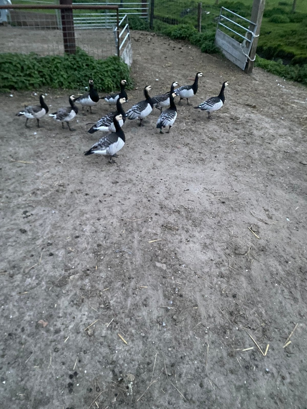 Brandganzen tekoop, Dieren en Toebehoren, Meerdere dieren, Gans of Zwaan