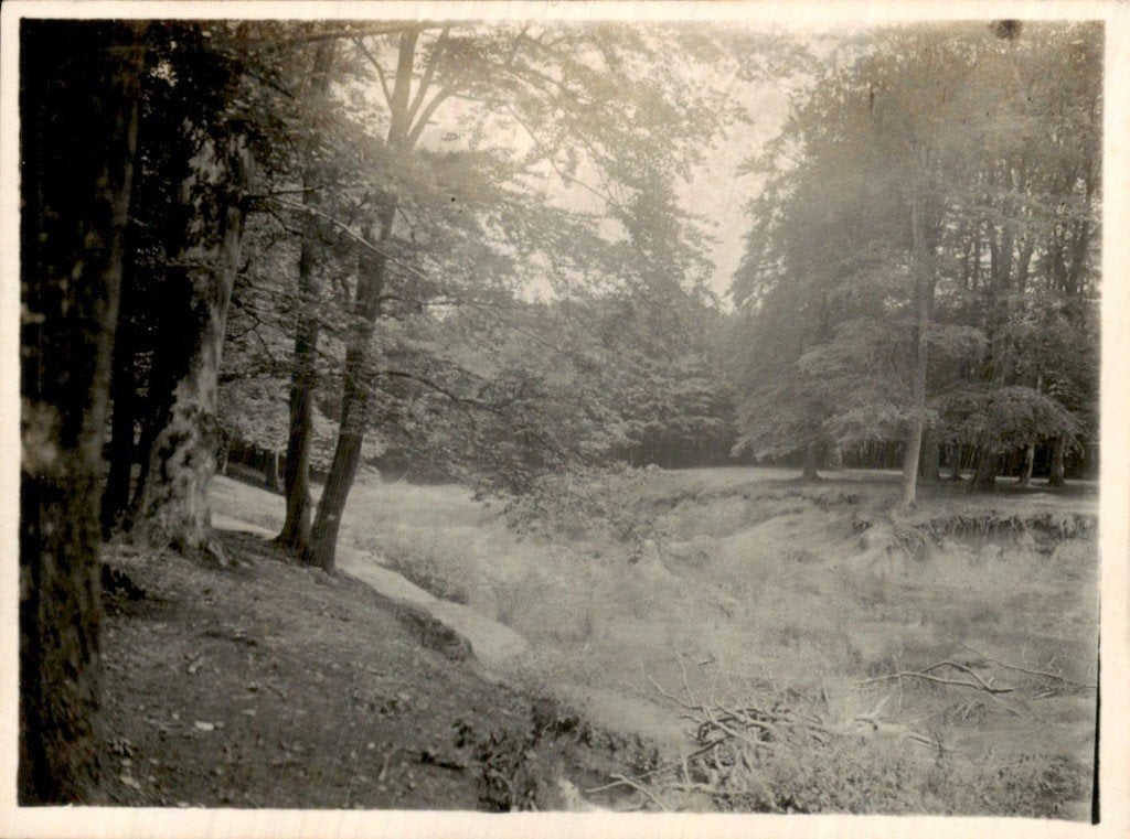 Bos - Oever met loofbomen, Ophalen of Verzenden, 1920 tot 1940, Ongelopen, Gelderland