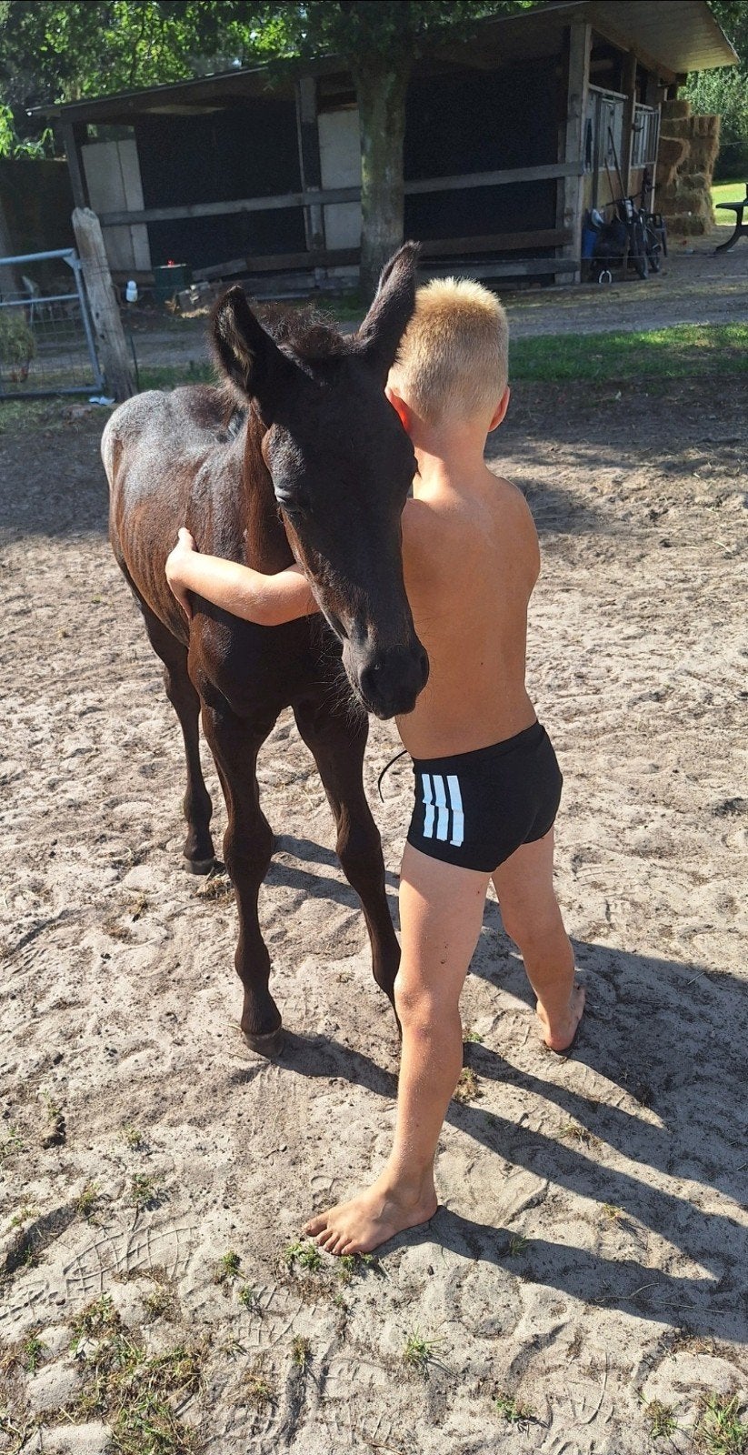 Te koop 8 jarige kruising Friese Merrie/kwpn met veulen, Dieren en Toebehoren, Merrie